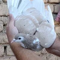 تعدادی ساده و اصلی
