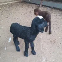 بره شیری|حیوانات مزرعه|بندر ماهشهر, |دیوار