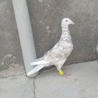 کبوتر کوهی نامه بر