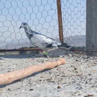 گلی سبز ماده|پرنده|مرودشت, شهرک مهدیه|دیوار