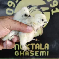 سبرایت بوف ابریشمی امروک