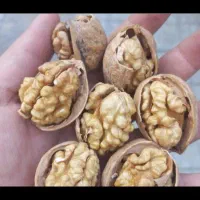 فروش گردو الو کشمش و بادام بوانات|خوردنی و آشامیدنی|شیراز, شهرک بهار|دیوار