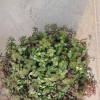 گل خانه باران گل های آپارتمانی|گل و گیاه طبیعی|قزوین, |دیوار