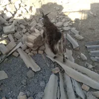 یک عدد کولار ۲ ساله و یه بزغاله نر|حیوانات مزرعه|آران و بیدگل, |دیوار