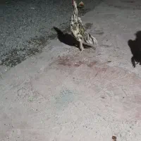 خروس.  چابهاری اصل|حیوانات مزرعه|رودبار (کرمان), |دیوار