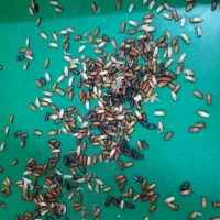 میلورم سوپر ورم زنده خشک|خزنده|اهواز, نادری|دیوار