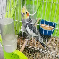 عروس هلندی نر  همراه   قفس و لوازم