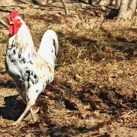 مرغ و خروس گلین محلی اصیل