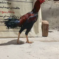 خروس لاری مرغ لاری