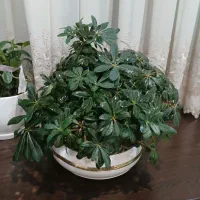 گل بنسای