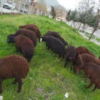 ۱۵ راس بره نر و ماده قزل افشار اصلی برای داشتی