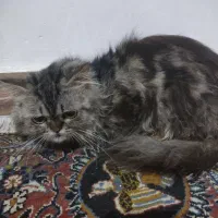 پرشین|گربه|لاهیجان, کوی خزر|دیوار