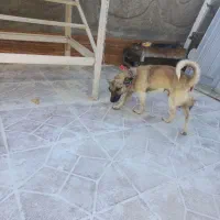 سگ پاپی|سگ|رودشت (چهارمحال و بختیاری), |دیوار