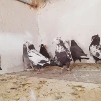 کبوتر حراج|پرنده|ایرانشهر, |دیوار