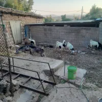 تی بز داشتی وکشتار|حیوانات مزرعه|اندیمشک, |دیوار