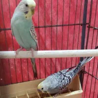 مرغ عشق جفت خورده