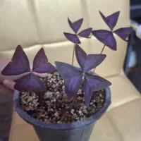 اگزالیس یا گل عشق یا پروانه ای بسیار زیبا و جذاب