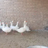 غاز تخم گذار بالغ