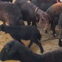 34راس میشو بره درجه یک زایده جوان