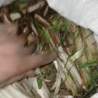 کنگر فروشی تره تازه