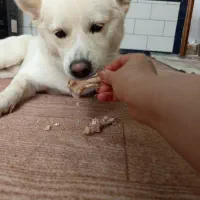 واگزاری رایگان