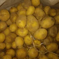 سیب زمینی فندوقی کارلیا ۴۰۱