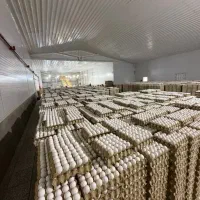 تخم مرغ بدون واسطه زرده طلائی