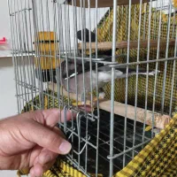 مینا اهلی  نر 2500با قفس|پرنده|فردیس, شهرک ناز|دیوار