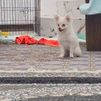 پامر روباهی سایز صفر