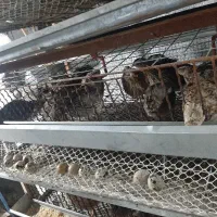 تخم بلدرچین خوراکی