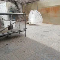 طاووس|پرنده|مشهد, آبکوه|دیوار