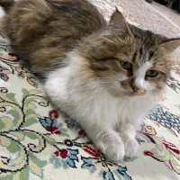 گربه مادر با ۳ تا بچه ۲ تا ماده ۱ نر|گربه|کرمان, |دیوار