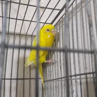 عروس و مرغ عشق