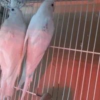 فروش ۵جفت عروس هلندی البیتو خاص تکخال|پرنده|شهرکرد, |دیوار