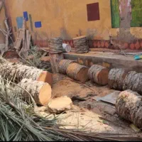 قطع درختان مزاحم