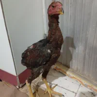 جوجه خروس لاری