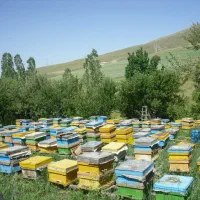 عسل تازه و اورگانیک(برداشت پائیز ۱۴۰۴)