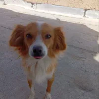 سگ دستی|سگ|برخوار, |دیوار