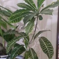 گل طبیعی|گل و گیاه طبیعی|نیشابور, دارایی|دیوار