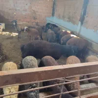 بره و میش و گوساله  و گاو گوساله دار