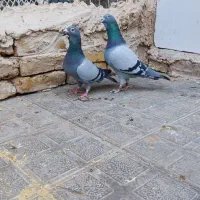 سبز|پرنده|تایباد, |دیوار