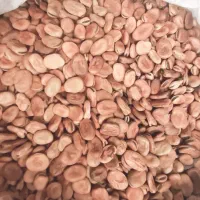 باقالی خشک شده