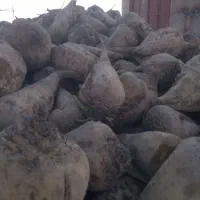 فروش چغندر قند