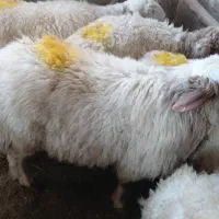 دام بهداشتی