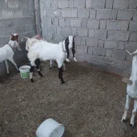 بز و پازن پاکستانی