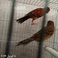 یه جفت قناری سوخته