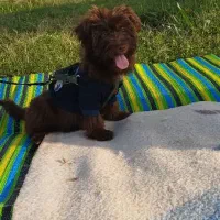 سگ ترکیبی از پودل وشیتزو