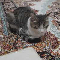 گربه گمشده|گربه|نظرآباد, رسالت|دیوار