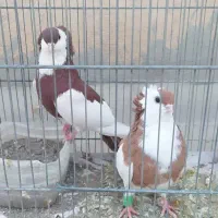 کبوتر زینتی کمیاب ناصری|پرنده|قم, نیروگاه|دیوار