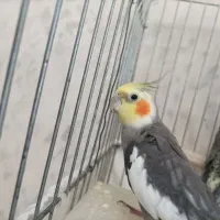 عروس هلندی /بالغ /جوجه/سخنگو/مولد باجوجه|پرنده|محمدشهر, محمدشهر|دیوار